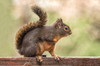 Issaquah, Washington State, USA Douglas squirrel resting on the back of a wooden bench Poster Print by Janet Horton (24 x 18) # US48JHO1165