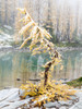Washington State, Alpine Lakes Wilderness Enchantment Lakes, larch trees and snow Poster Print by Jamie & Judy Wild (18 x 24) # US48JWI5276
