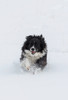 Horse drive in winter on Hideout Ranch, Shell, Wyoming Ranch dog running through snow Poster Print by Darrell Gulin (18 x 24) # US51DGU0354