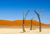 Dead Acacia trees in Deadvlei, Sossusvlei, Namib-Naukluft NP, southern Narim Desert, Namibia Poster Print by Keren Su - Item # VARPDDAF31KSU0105