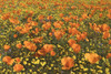 USA, California, Antelope Valley State Poppy Reserve. Poppies and goldfields in field. Poster Print by Jaynes Gallery - Item # VARPDDUS05BJY1307