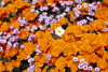 California Poppies, Davy Gilia, and White Woolly Daisy, Antelope Valley, California, USA. Poster Print by Russ Bishop - Item # VARPDDUS05RBS1189