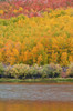 Fall color at North Lake, Inyo National Forest, Sierra Nevada Mountains, California, USA. Poster Print by Russ Bishop - Item # VARPDDUS05RBS1222