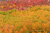 Fall color at North Lake, Inyo National Forest, Sierra Nevada Mountains, California, USA. Poster Print by Russ Bishop - Item # VARPDDUS05RBS1223