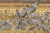 USA, New Mexico, Bosque del Apache National Wildlife Refuge. Sandhill cranes fighting. Poster Print by Jaynes Gallery - Item # VARPDDUS32BJY0334