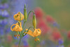 WA. Columbia Lily, lupine and Indian Paintbrush wildflowers at Hurricane Ridge, Olympic NP. Poster Print by Gary Luhm - Item # VARPDDUS48GLU1083