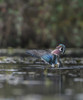 USA, Washington State. Male Wood Duck (Aix sponsa) flaps its wings on Union Bay in Seattle. Poster Print by Gary Luhm - Item # VARPDDUS48GLU1138