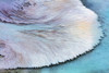 Artistic patterns at New Blue Spring in winter in Yellowstone National Park, Wyoming, USA Poster Print by Chuck Haney - Item # VARPDDUS51CHA0282
