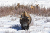 Wyoming, Yellowstone NP. A male bison pauses from eating grass while two female elk browse Poster Print by Ellen Goff - Item # VARPDDUS51EGO0051