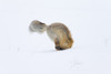 Usa, Wyoming, Yellowstone National Park. Red fox is headfirst in the snow to get a rodent. Poster Print by Ellen Goff - Item # VARPDDUS51EGO0150