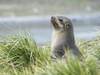 Antarctic Fur Seal (Arctocephalus gazella) in typical Tussock Grass. South Georgia Island Poster Print by Martin Zwick - Item # VARPDDAN02MZW0095