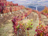 Portugal, Douro Valley. Vineyards in autumn, terraced on hillsides above the Douro River. Poster Print by Julie Eggers - Item # VARPDDEU23JEG0357