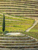 Portugal, Douro Valley. Vineyards in autumn, terraced on hillsides above the Douro River. Poster Print by Julie Eggers - Item # VARPDDEU23JEG0372