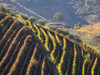 Portugal, Douro Valley. Vineyards in autumn, terraced on hillsides above the Douro River. Poster Print by Julie Eggers - Item # VARPDDEU23JEG0397