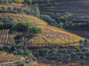 Portugal, Douro Valley. Vineyards in autumn, terraced on hillsides above the Douro River. Poster Print by Julie Eggers - Item # VARPDDEU23JEG0403