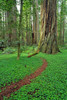 Old growth Redwoods in the Stout Grove, Jedediah Smith Redwoods State Park, Redwood NP, CA Poster Print by Russ Bishop - Item # VARPDDUS05RBS1195