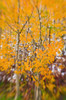 Fresh snow on fall aspens along Bishop Creek, Inyo NF, Sierra Nevada Mountains, California Poster Print by Russ Bishop - Item # VARPDDUS05RBS1248