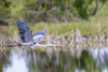 Great blue heron (Ardea Herodias) flying. Viera Wetlands, Brevard County, Florida. Poster Print by Richard & Susan Day - Item # VARPDDUS10RDY0036