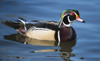 The wood duck or Carolina duck, a species of perching duck, is one of the most colorful Poster Print by Richard Wright - Item # VARPDDUS25RWR0001