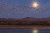 USA, New Mexico, Bosque del Apache National Wildlife Refuge. Full moon and bird flocks. Poster Print by Jaynes Gallery - Item # VARPDDUS32BJY0347