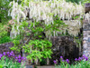 USA, Pennsylvania White wisteria hanging over a patio in a garden with purple iris below Poster Print by Julie Eggers (24 x 18) # US39JEG0167