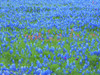 Springtime bloom of bluebonnets and paintbrush near Lake Buchanan Dam, Texas Hill Country Poster Print by Sylvia Gulin - Item # VARPDDUS44SGU0002