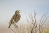 USA, Utah, Antelope Island. Western Meadowlark sings from a sagebrush perch in Spring. Poster Print by Elizabeth Boehm - Item # VARPDDUS45EBO0015