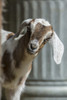 Issaquah, WA. Twelve day old mixed breed goat kid curiously looking out behind a corner.  Poster Print by Janet Horton - Item # VARPDDUS48JHO0126