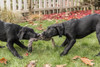 Bellevue, WA. Three month old black Labrador Retriever puppies, playing tug on the lawn.  Poster Print by Janet Horton - Item # VARPDDUS48JHO0940