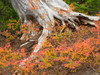 Washington State, Okanogan-Wenatchee National Forest Old tree trunk and huckleberry Poster Print by Jamie & Judy Wild (24 x 18) # US48JWI5263