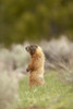 Yellowstone National Park, Wyoming, USA. Yellow-bellied marmot standing on its hind legs. Poster Print by Janet Horton - Item # VARPDDUS51JHO0036