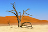 Dead acacia trees in Deadvlei, Sossusvlei, Namib-Naukluft National Park, southern Narim Desert Poster Print by Keren Su - Item # VARPDDAF31KSU0032