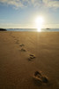 Footprints in the sand at sunrise, Mosquito Bay, Abel Tasman NP, Nelson Region, South Island Poster Print by David Wall - Item # VARPDDAU03DWA0005