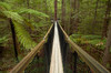 Redwoods Treewalk at The Redwoods (Whakarewarewa Forest), Rotorua, North Island, New Zealand Poster Print by David Wall (24 x 18) # AU03DWA0650