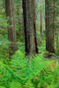 Grove of redwoods, Damnation Creek Trail, Del Norte Coast Redwoods State Park, California Poster Print by Darrell Gulin (18 x 24) # US05DGU0219