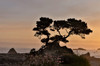 Cypress tree at sunset along the Northern California coastline, Crescent City, California Poster Print by Darrell Gulin (24 x 18) # US05DGU0234