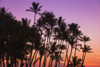 Sunset through silhouetted palms at Anaeho'omalu Bay, Kohala Coast, Big Island, Hawaii, USA Poster Print by Russ Bishop - Item # VARPDDUS12RBS0449