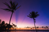 Sunset through silhouetted palms at Anaeho'omalu Bay, Kohala Coast, Big Island, Hawaii, USA Poster Print by Russ Bishop - Item # VARPDDUS12RBS0456