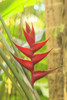 Heliconia in Hawaiian Tropical Botanical Gardens, near Hilo, Big Island, Hawaii, USA Poster Print by Stuart Westmorland - Item # VARPDDUS12SWR0286