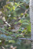 Swainson's Thrush (Catharus ustulatus) in Blue Atlas Cedar, Marion County, Illinois Poster Print by Richard & Susan Day - Item # VARPDDUS14RDY2370