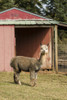 Hood River, Oregon, USA. Alpaca at the Cascade Alpacas and Foothills Yarn and Fiber farm.  Poster Print by Janet Horton - Item # VARPDDUS38JHO0000