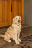 Issaquah, WA. Four month old Golden Retriever puppy posing by the front door of her home.  Poster Print by Janet Horton - Item # VARPDDUS48JHO0936