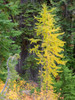 USA, Washington State Okanogan-Wenatchee National Forest, Colorful young Larch trees Poster Print by Jamie & Judy Wild (18 x 24) # US48JWI5181