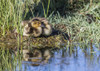 USA, Wyoming, Sublette County. Two ducklings sit on the edge of an island taking a nap. Poster Print by Elizabeth Boehm - Item # VARPDDUS51EBO0866