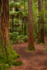 Walking track through The Redwoods (Whakarewarewa Forest), Rotorua, North Island, New Zealand Poster Print by David Wall (18 x 24) # AU03DWA0660