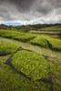 Portugal, Azores, Sao Miguel Island. Gorreana Tea Plantation, one of the last tea growers Poster Print by Walter Bibikow - Item # VARPDDEU23WBI1203