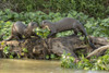 Pantanal, Mato Grosso, Brazil. Two Giant River Otters playing on a log of the Cuiaba River. Poster Print by Janet Horton - Item # VARPDDSA04JHO0104