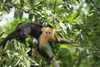 White-faced Capuchin Monkey. Native to Central America. Roatan, Bay Islands, Honduras Poster Print by Stuart Westmorland - Item # VARPDDSA12SWR0198