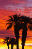 Silhouetted palms against clouds at sunrise, Anza-Borrego Desert State Park, California, USA Poster Print by Russ Bishop - Item # VARPDDUS05RBS1020