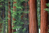 Giant Sequoias amid young pines in the Giant Forest, Sequoia National Park, California, USA. Poster Print by Russ Bishop - Item # VARPDDUS05RBS1194
